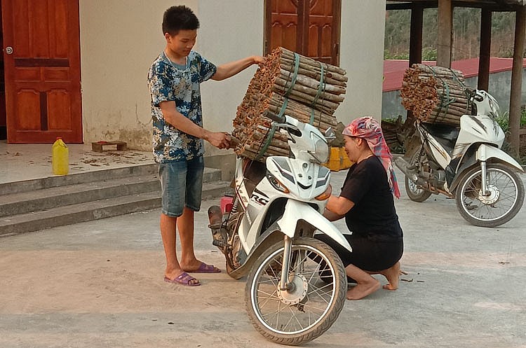 Gia đình chị Lý Thị Yên đã phơi phóng xong vỏ quế khô và xuất bán để có thu nhập, bảo đảm đời sống