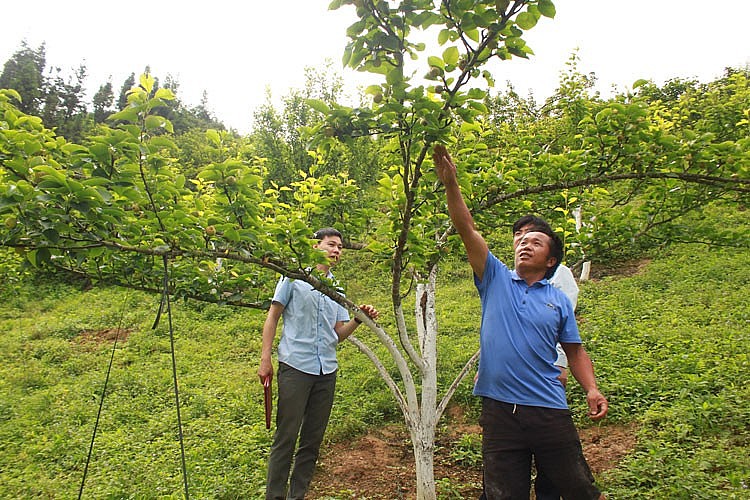 Lào Cai: Phát triển du lịch Cao nguyên trắng Bắc Hà gắn với nông nghiệp bền vững