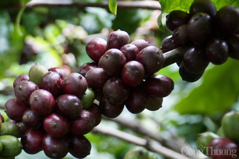Giá cà phê hôm nay, 24/4: Giá cà phê trong nước quanh mốc 51.000 đồng/kg