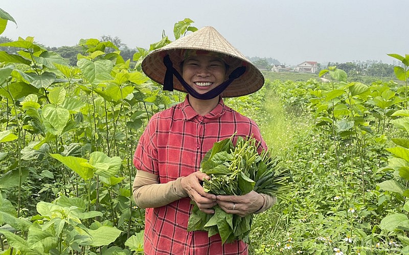 Nghệ An: Giá kén, tằm thương phẩm tăng cao, nông dân lãi lớn