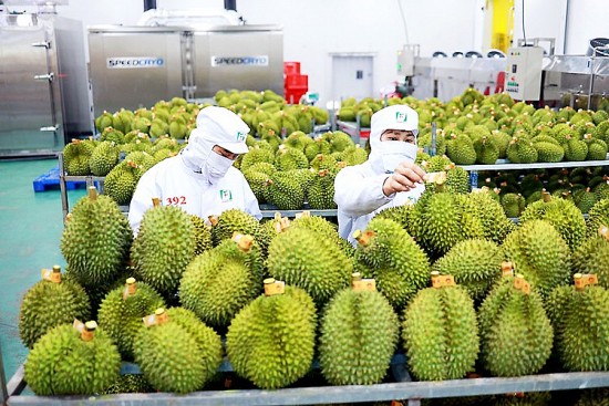 Dự kiến mang về hơn 2 tỷ USD, “vua các loại trái cây” đối diện với nhiều rủi ro