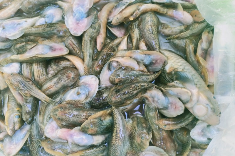 Quảng Nam: Liên tiếp phát hiện cá chết hàng loạt trên sông, cơ quan chức năng vào cuộc