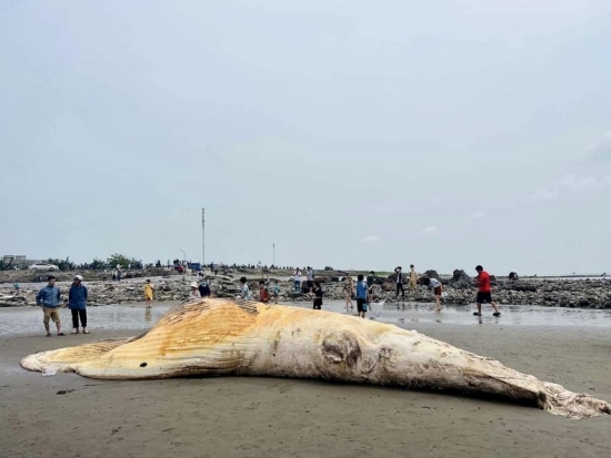 Xác cá voi hơn 5 tấn dạt vào bờ biển Nam Định