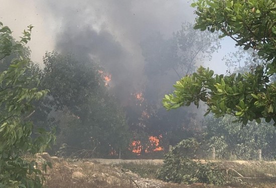 Quảng Nam: Điều tra nguyên nhân vụ cháy hơn 20 hecta rừng phòng hộ Pacsa