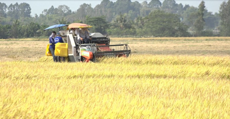 Giá lúa gạo hôm nay ngày 14/7/2023: Giá gạo tăng 500 đồng/kg; Ấn Độ cân nhắc cấm xuất khẩu gạo