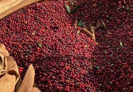 Giá cà phê hôm nay 9/5: Giá cà phê trong nước gần cán mốc 54.000 đồng/kg