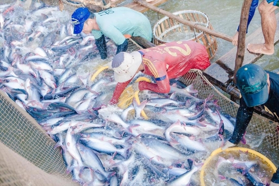 Thủy sản Việt Nam đang bỏ lỡ thị trường tiềm năng