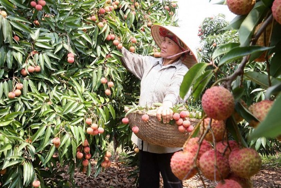 Thị trường nội địa: Còn dư địa lớn cho tiêu thụ nông sản Hải Dương