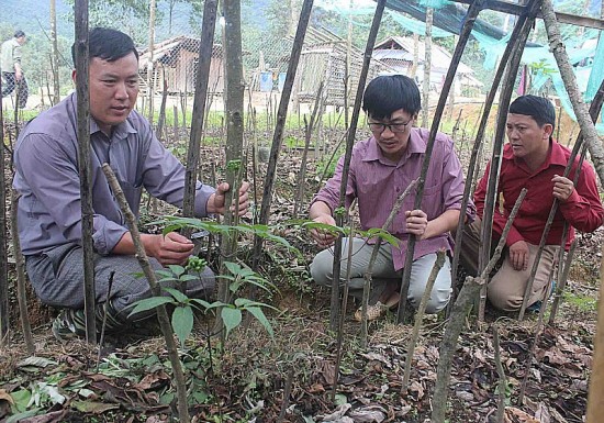 Lai Châu kỳ vọng giảm nghèo bền vững bằng cây sâm
