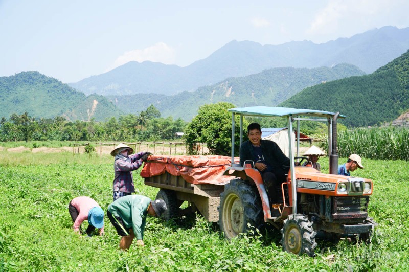 Đà Nẵng: Được mùa, những cánh đồng dưa hấu nhộn nhịp bán mua