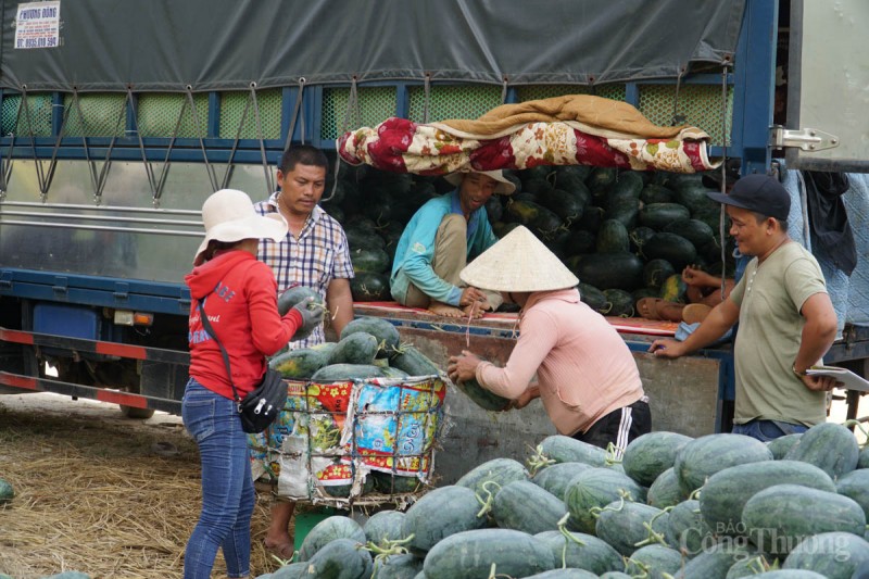 Đà Nẵng: Được mùa, những cánh đồng dưa hấu nhộn nhịp bán mua