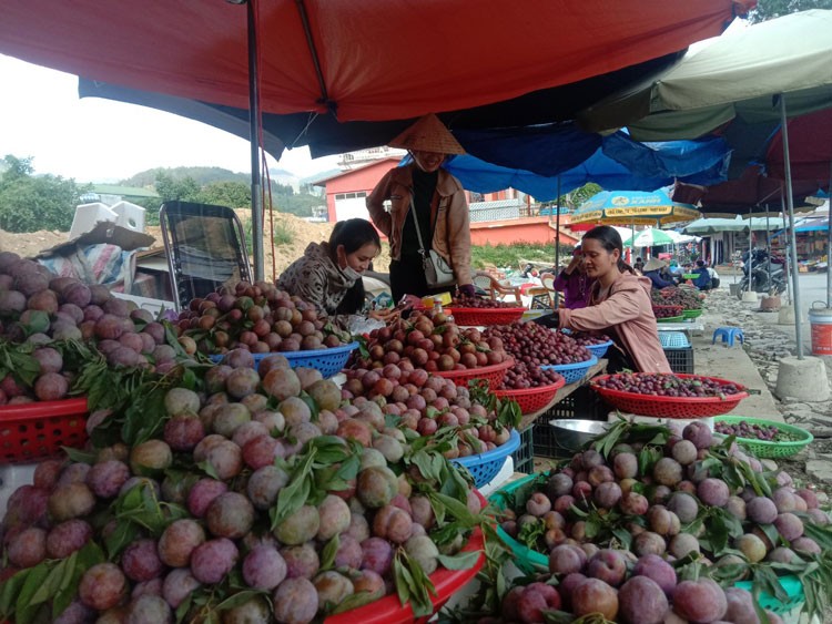 Lào Cai: Mận tam hoa Bắc Hà vào mùa thu hoạch chính vụ được mùa, giá ổn định