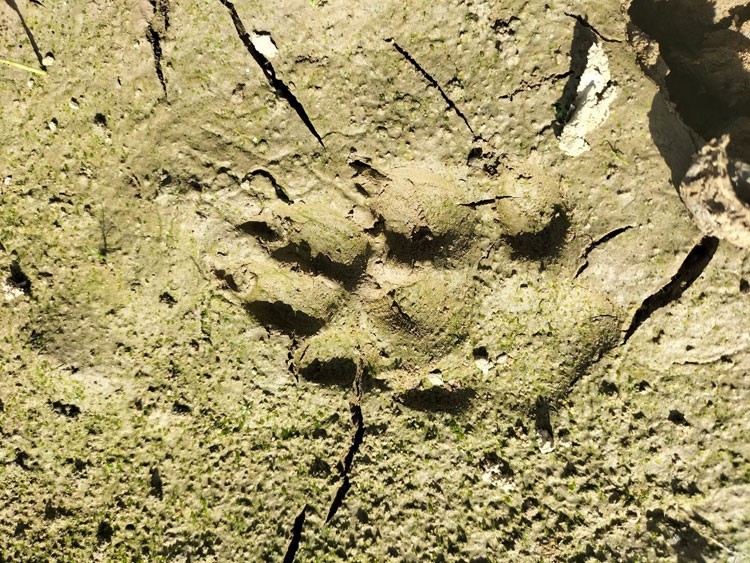Đặt bẫy ảnh làm rõ nghi vấn hổ xuất hiện tại rừng cao su ở Lâm Đồng
