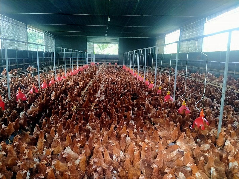 Tổng hợp 96 hình về mô hình chăn nuôi gà hữu cơ  NEC