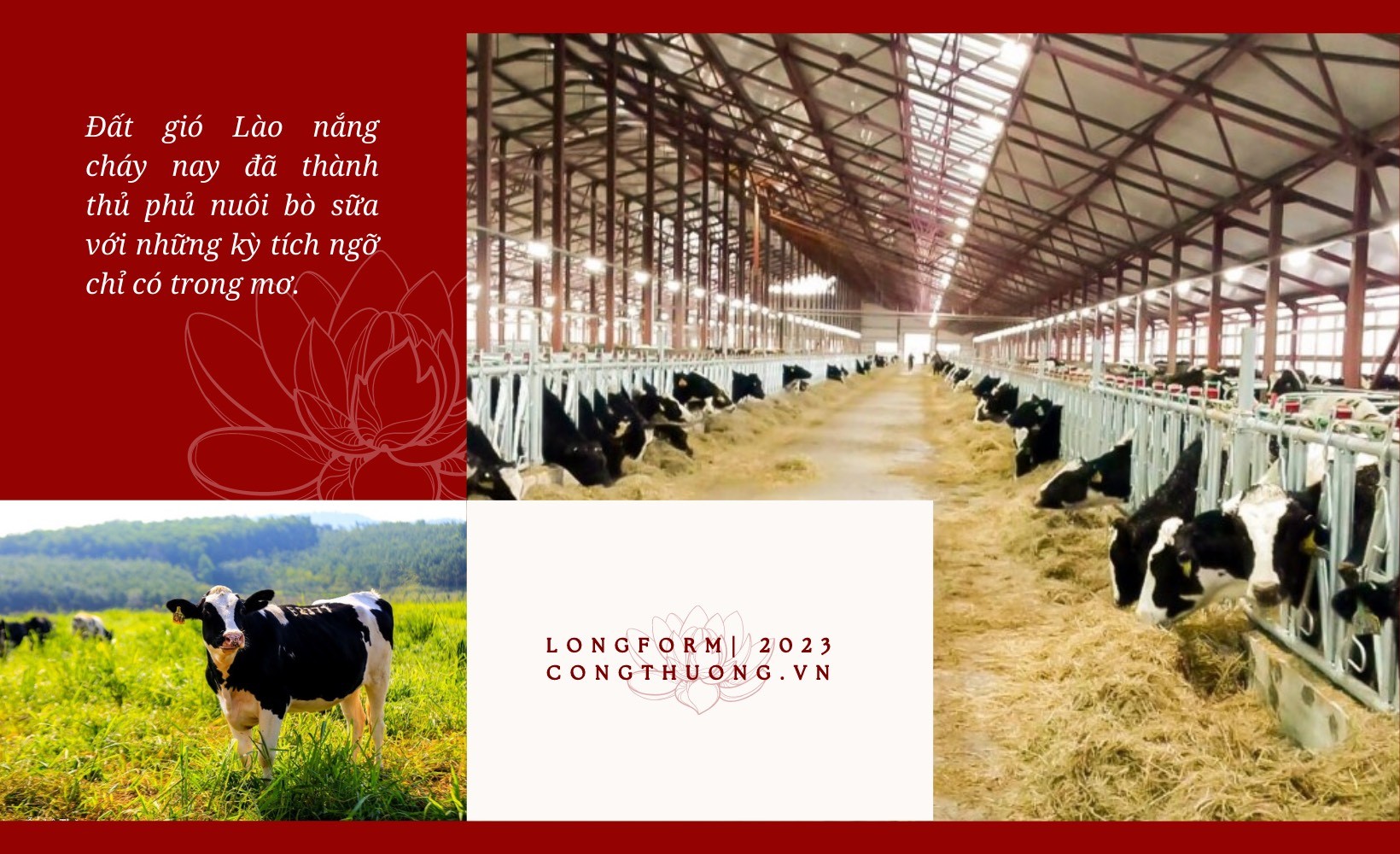 Longform | Từ nông trường 19/5 ven đường mòn Hồ Chí Minh đến kỳ tích mô hình Nông nghiệp Công nghệ cao