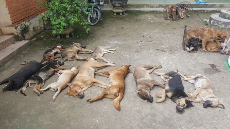 Truy tố 5 đối tượng trộm 51 con chó của người dân ở Đắk Lắk, Lâm Đồng