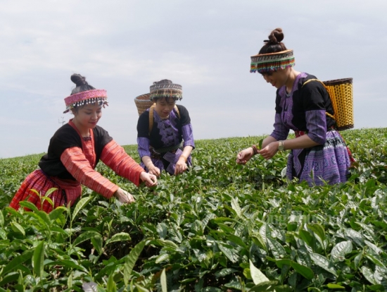 Du lịch nông nghiệp, mở ra hướng mới cho tiêu thụ sản phẩm vùng nông thôn