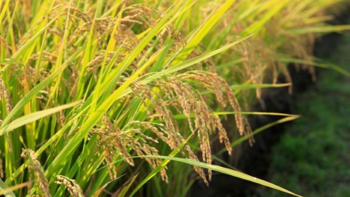 Giá lúa gạo hôm nay ngày 31/12 và tổng kết tuần qua: Giá nhiều loại lúa tăng 200 đồng/kg