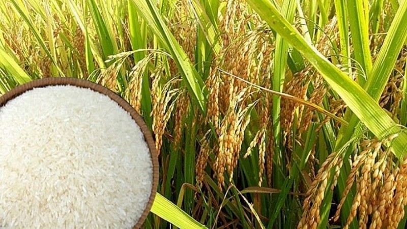 Giá lúa gạo hôm nay 27/5: Tiếp tục giữ giá ổn định