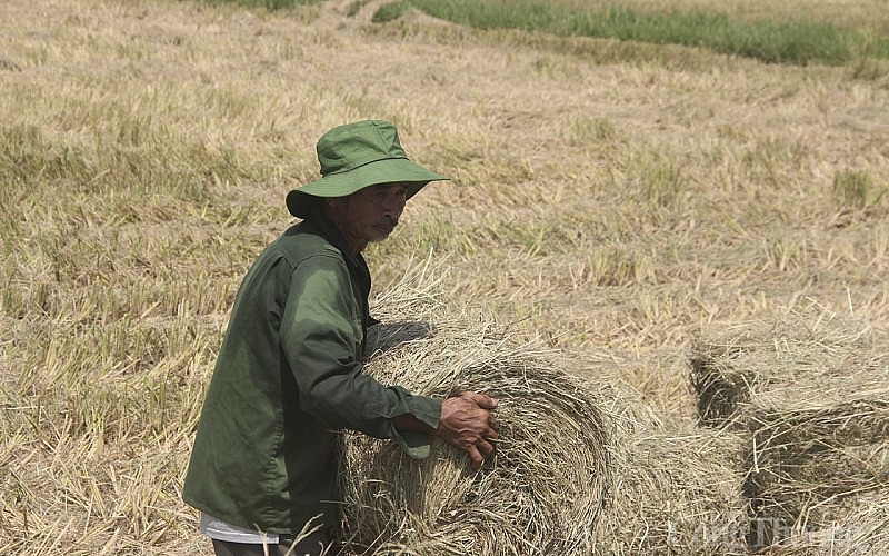 Độc đáo nghề cuộn rơm liên tỉnh ở miền Trung