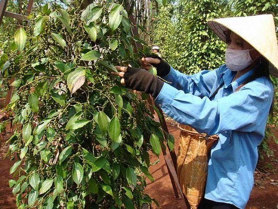 Giá tiêu hôm nay 28/5: Giảm nhẹ tại Đông Nam bộ