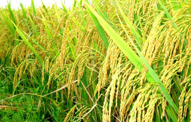Giá lúa gạo hôm nay 19/6: Tăng giảm trái chiều tại các địa phương