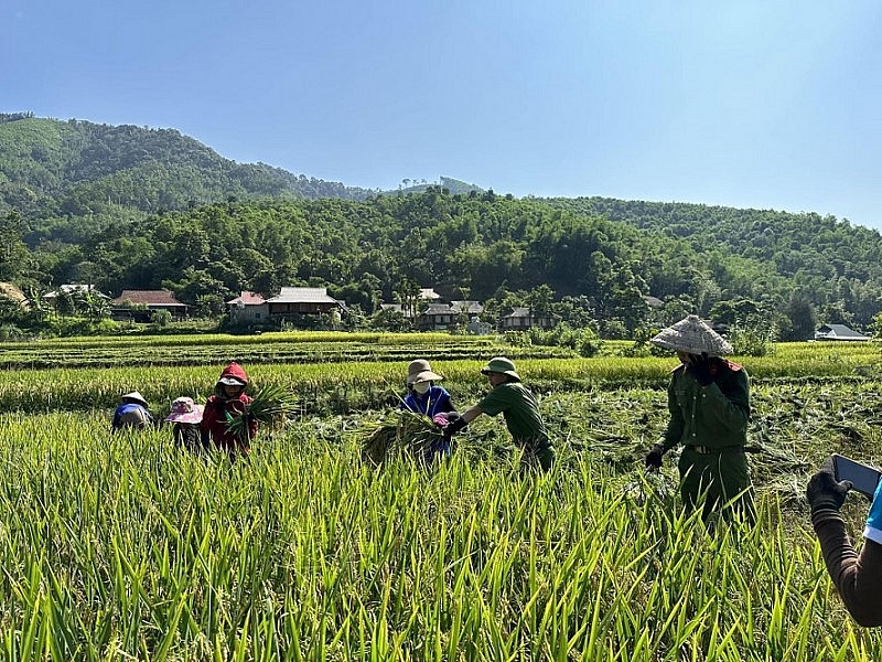 Lực lượng Công an xã Yên Khương giúp dân gặt lúa: Hình ảnh đẹp về sự gắn bó quân dân
