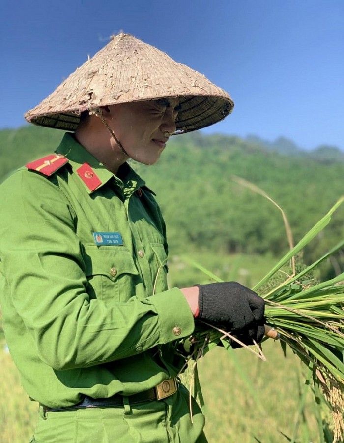 Lực lượng Công an xã Yên Khương giúp dân gặt lúa: Hình ảnh đẹp về sự gắn bó quân dân