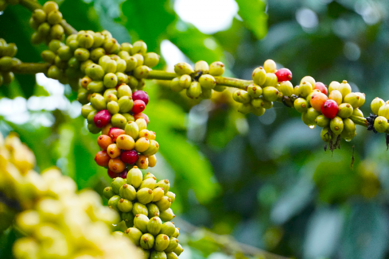 Giá cà phê hôm nay, ngày 4/6: Giá cà phê trong nước giảm 500 đồng/kg