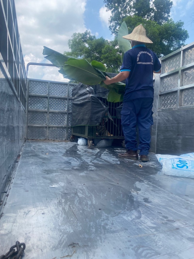 Thái Nguyên: Bàn giao 6 cá thể hổ tư nhân nuôi nhốt cho Nhà nước