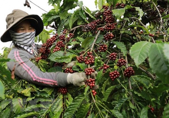 Xuất khẩu cà phê của Việt Nam có thể đạt mức kỷ lục mới