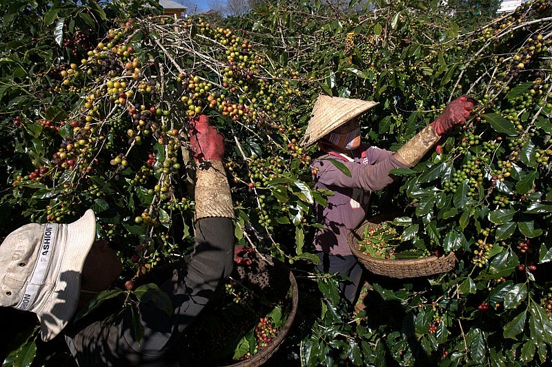 Người nông dân thu hoạch cà phê