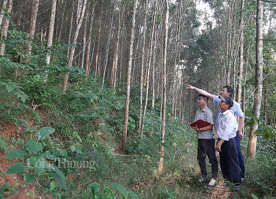 Bộ Nông nghiệp xây dựng kế hoạch phát triển 1 triệu ha rừng sản xuất gỗ lớn