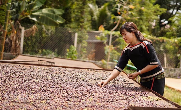 Tỷ trọng xuất khẩu cà phê Robusta của Việt Nam sang thị trường Nhật Bản tăng trưởng 2 con số