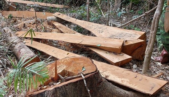 Gia Lai: 52 cây gỗ rừng tự nhiên bị cưa xẻ trái phép