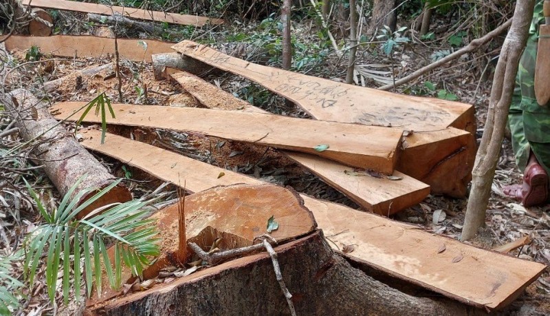 Gia Lai: 52 cây gỗ rừng tự nhiên bị cưa xẻ trái phép