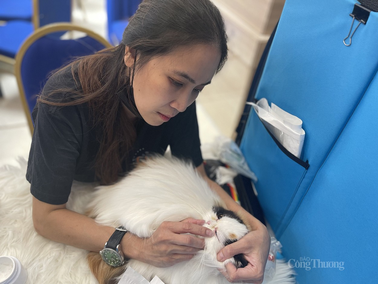 Gần 100 bé mèo Việt Nam tham gia “đấu trường nhan sắc” quốc tế