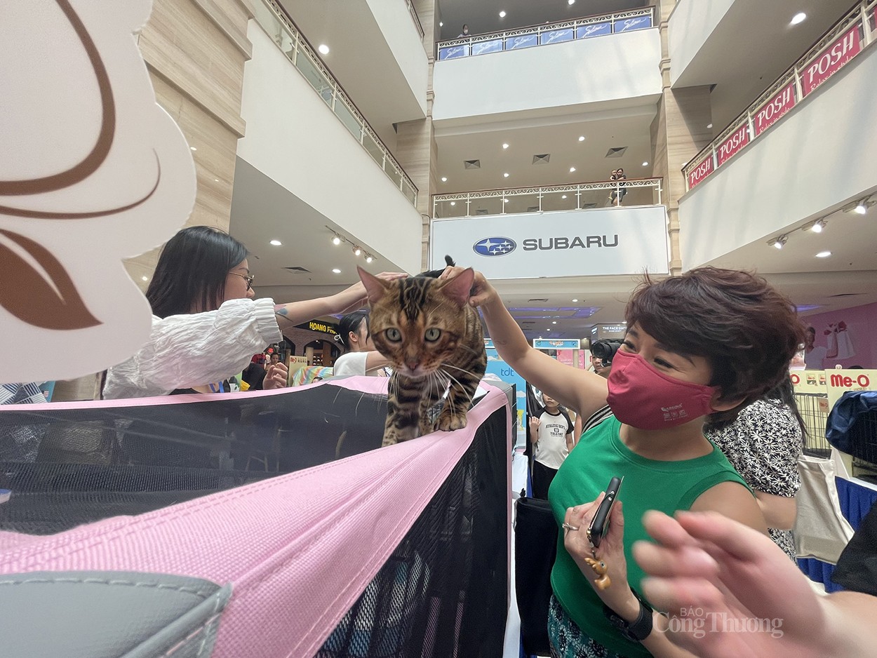 Gần 100 bé mèo Việt Nam tham gia “đấu trường nhan sắc” quốc tế