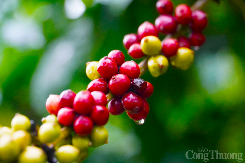 Giá cà phê hôm nay, ngày 11/6: Giá cà phê trong nước áp sát mốc 65.000 đồng/kg