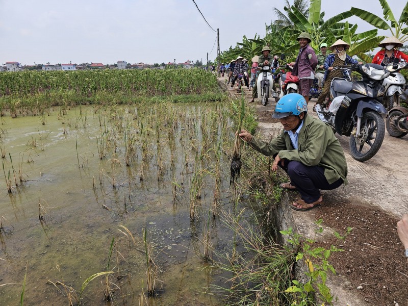 Thái Bình: Hơn trăm hec ta lúa chết hàng loạt nghi do nhiễm mặn cần sớm làm rõ nguyên nhân