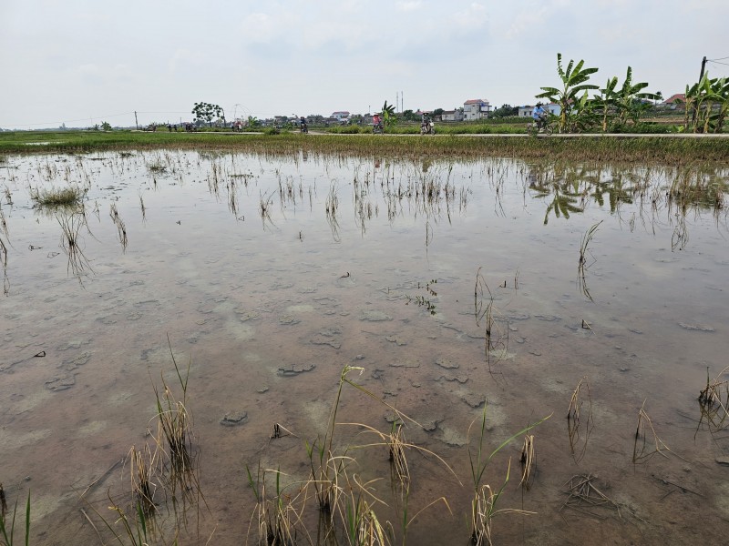 Thái Bình: Hơn trăm hec ta lúa chết hàng loạt nghi do nhiễm mặn cần sớm làm rõ nguyên nhân