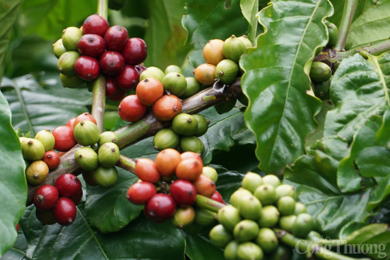 Giá cà phê hôm nay 12/6: Giá cà phê trong nước sẽ tiếp tục tăng?