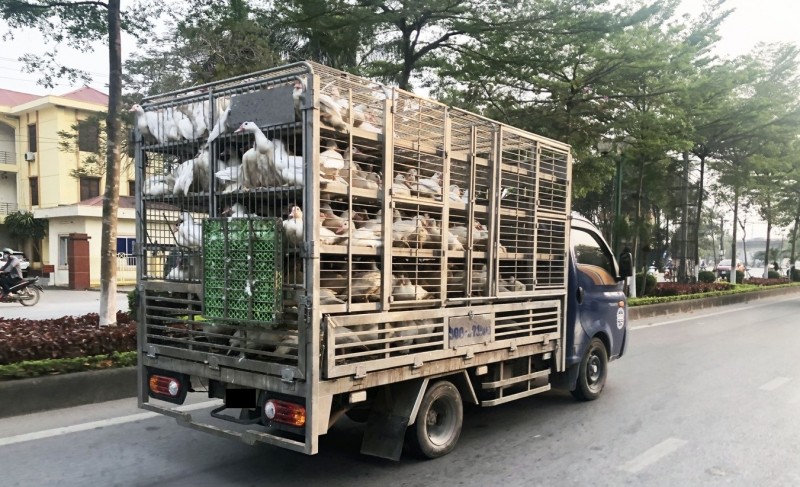 Tăng cường ngăn chặn buôn bán, vận chuyển trái phép gia cầm qua biên giới