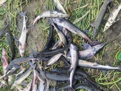 Lai Châu: 5 tấn cá tầm sắp thu hoạch bị lũ quét cuốn trôi trong đêm