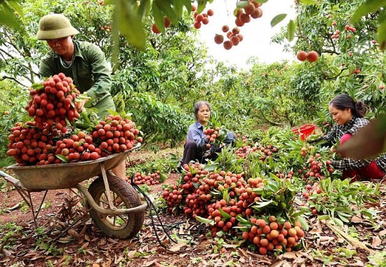 Bắc Giang: Tiêu thụ nông sản qua sàn thương mại điện tử là hướng đi quan trọng
