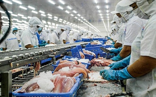 Tăng mạnh về lượng, xuất khẩu cá tra sang Brazil thu về gần 28 triệu USD