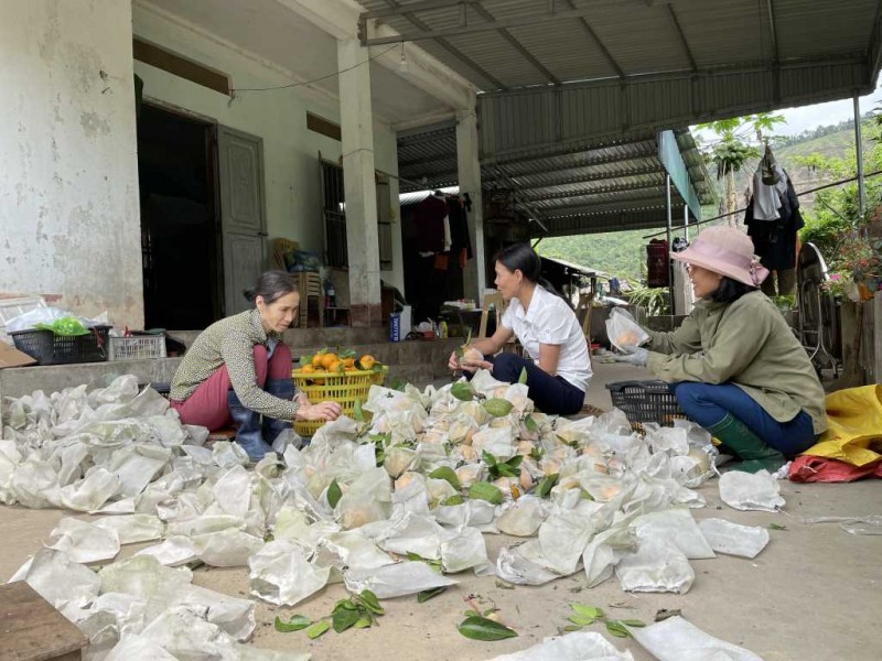 Người dân xã Vạn Yên (huyện Vân Đồn, tỉnh Quảng Ninh) thu hoạch cam (Ảnh QMG)