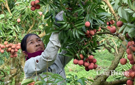 Khám phá trải nghiệm, thưởng thức mùa vải chín Lục Ngạn