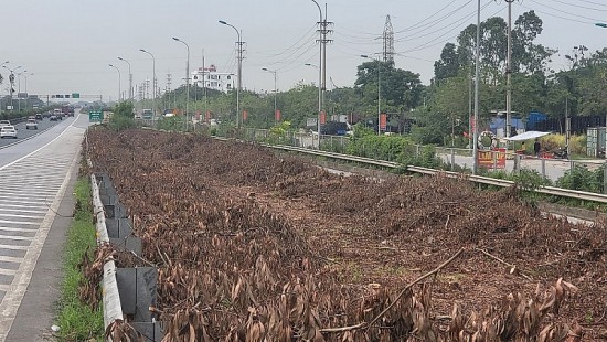 Vì sao hàng trăm nghìn cây xanh dọc cao tốc Cầu Giẽ - Ninh Bình bị chặt bỏ?