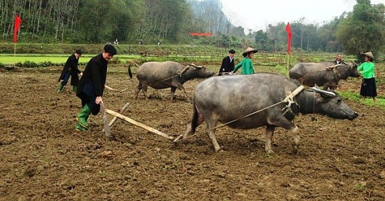 Quang Bình - Hà Giang: Hỗ trợ đồng bào dân tộc thiểu số rất ít người phát triển kinh tế
